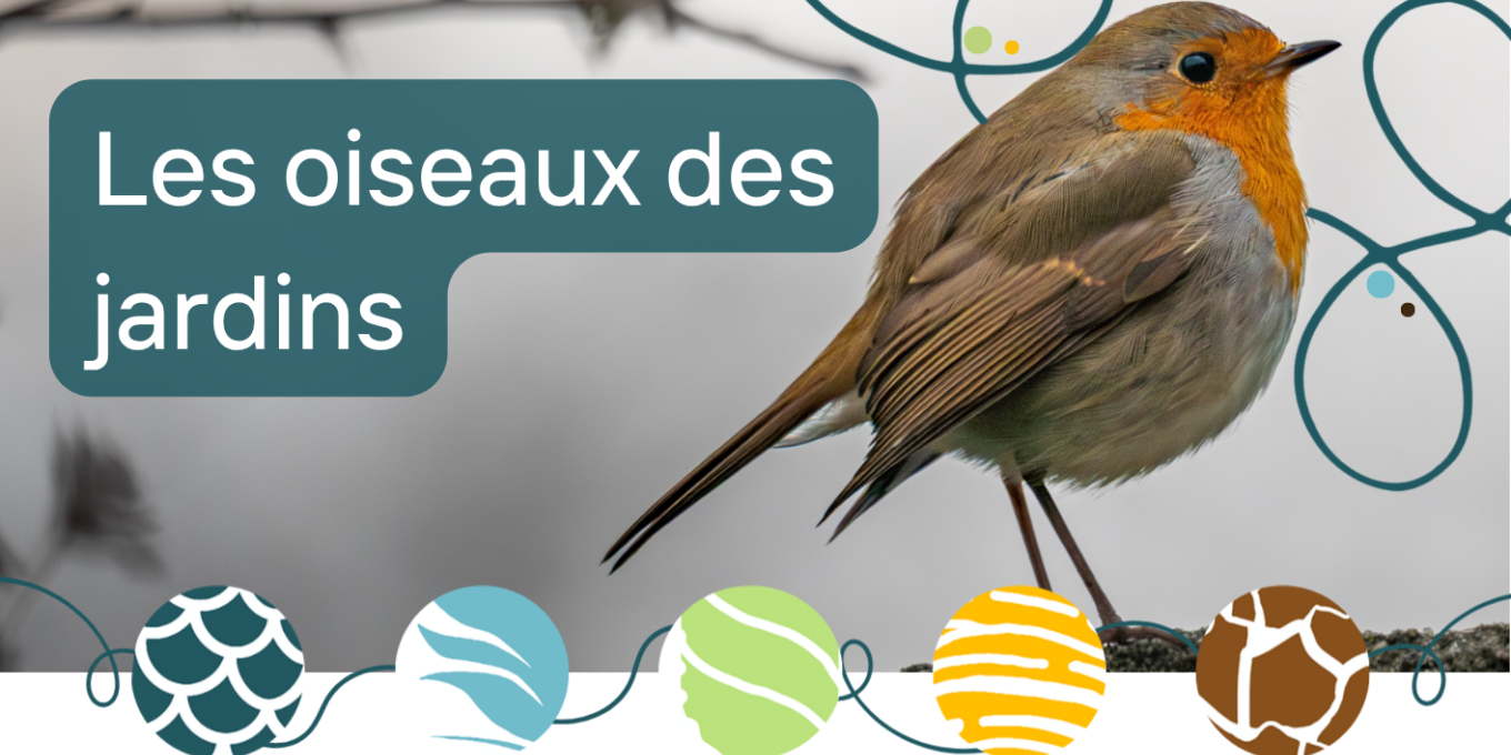 Les oiseaux des jardins